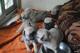 Cachorros puros de pug con pedigree disponible - Foto 3