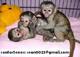 Diferentes de monos y bebés chimpancés