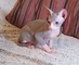 Disponemos de 2 machos sphynx bicolores - Foto 1