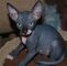 Disponible gatitos sphynx de dos meses - Foto 1