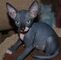 Disponible gatitos sphynx de dos meses