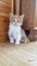 Hermosa camada de gatitos maine coon - Foto 1