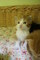 Hermosa camada de gatitos maine coon - Foto 4