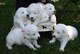 Hermosos cachorros de samoyedo con todas las vacunas necesarias, - Foto 1