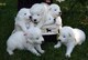 Hermosos cachorros de samoyedo con todas las vacunas necesarias,