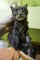 Impresionantes gatitos maine coon - Foto 1