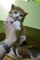 Impresionantes gatitos maine coon - Foto 4
