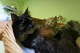 Los gatitos de Maine Coon están listos - Foto 1
