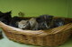 Maine Coon gatitos Campeones importados líneas puras - Foto 4