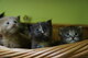 Maine Coon gatitos Campeones importados líneas puras - Foto 5