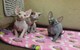 Precioso macho y hembra SPHYNX gatitos - Foto 1