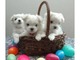 Preciosos cachorros malteses disponibles para adopción - Foto 1