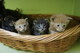 Preciosos gatitos maine coon de registro - Foto 1