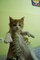 Preciosos gatitos maine coon de registro - Foto 4