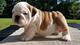 Regalo admirables cachorros de bulldog inglés para adopción