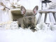 Regalo Bulldog Frances para adopcion - Foto 1