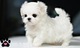 Regalo cachorros bichon maltes mini toy para adopcion