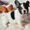 Regalo Cachorros Bulldog Frances Para Adopcion - Foto 1