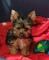 Regalo cachorros yorkshire terrier mini toy, para su adopcion lib
