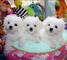 Regalo mini toy cachorros bichon maltes para su adopcion libre