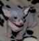 Se vende sphynx machito de 2 meses