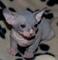 Se vende sphynx machito de 2 meses