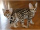 Tengo 2 gatitos serval y f1 savannah disponibles