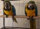 Tengo 2 pares de loros guacamayos azules y amarillos para adopció - Foto 1