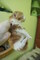 ¡TICA registró gatitos maine Coon! - Foto 4
