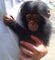Tití, monos ardilla y monos capuchinos - Foto 1