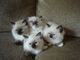 Vacunado gatitos de ragdoll disponables para regalo aq