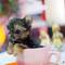 Yorkie Puppies para Rehoming - Foto 1