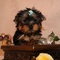 Yorkshire terrier cachorros para la venta