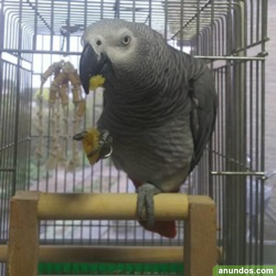 Loro gris de cola roja yacos papilleros Barbate