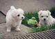 0regalo mini toy cachorros bichon maltes1