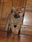 Adorable Cachorros Shiba Inu - Foto 1