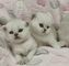 Adorable gatitos persa