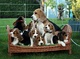 Cachorro especial Beagle ahora - Foto 1