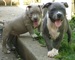 Cachorros American Pitbull disponibles para un buen hogar plo - Foto 1