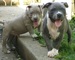 Cachorros american pitbull disponibles para un buen hogar plo