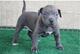 Cachorros american pitbull disponibles para un buen hogar rre