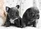 Cachorros de bulldog frances bgh - Foto 1