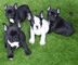 Cachorros de bulldog frances gtry - Foto 1