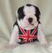 Cachorros de bulldog inglés de 11 semanas de edad disponibles