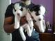 Cachorros de husky siberiano para nuevos hogares en navidad - Foto 1