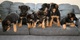 Cachorros de pastor alemán de razas puras - Foto 1