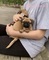 Cachorros de pura raza pug para adopción - Foto 1