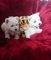 Cachorros WESTERN HIGHLAND TERRIER - Foto 1