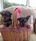 Cachorros Yorkie Mini saludable para adopción Ahora - Foto 1