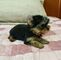 Cachorros yorkie mini saludable para adopción ahora ..bb